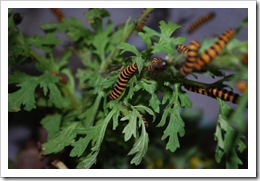 caterpillars