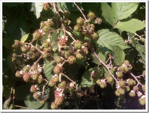greenBerries