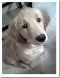 leluPuppy