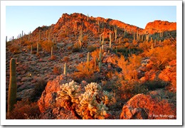 tucson
